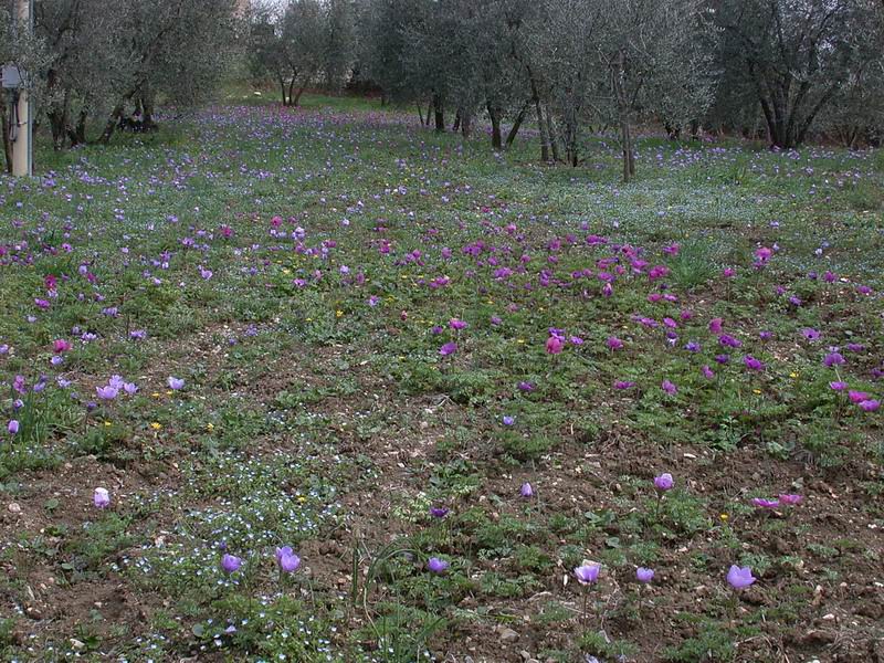 Anemone coronaria